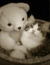 Snuggle With  Kitty