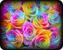 colorful plowers