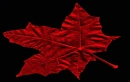 RED MAPLE