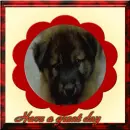 Puppy-Have a great day