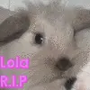 Lola
