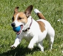 jack russel terriers