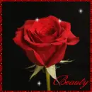 Beauty Red Rose