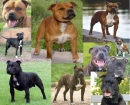 dog collage