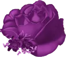 Purple Rose