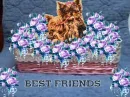 FRIEND