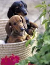 puppies in a basket