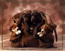 puppy bag