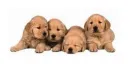 pupps