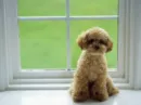 to cutee