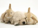 ear up