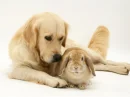 caring