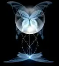 beautiful butterfly