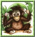 Monkey Around