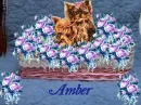 amber