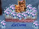 ladawn