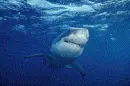 great white shark