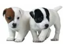 puppies