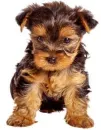 lovely puppy