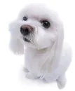 black nose