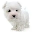 white&fluffy