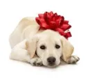 red bow