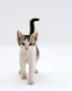 cute kitty