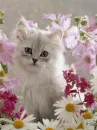 lovely