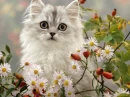 pretty one