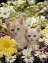 sisters
