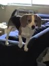 beagle