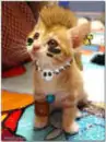 punk cats