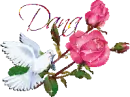 White dove pink roses - Dana