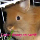 Cutest Bunny On Earth !!!