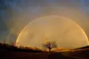 RAINBOW TREE