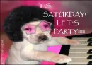 Saturday disco pup