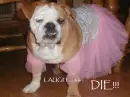 Laugh and Die!