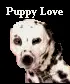 dalmatian puppy