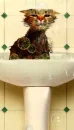 funny wet cat