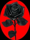 Black Rose