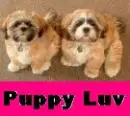 puppies looking up