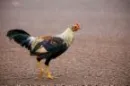 Big Cock