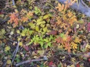 FALL FOLIAGE
