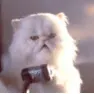 cats rule
