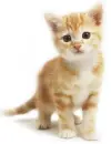 kitten