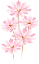 pink flowers