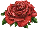 red rose