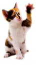 kitten