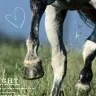horse love