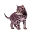 kitten